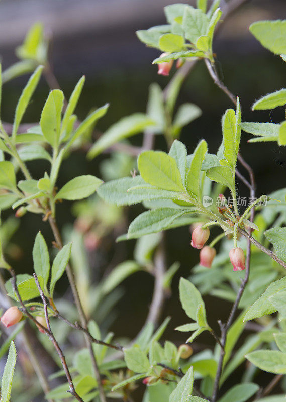 沼泽越橘（Vaccinium uliginosum）